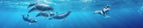 Кухонный фартук Фауна 053 Дельфины МДФ матовый (3000) Fauna в Елабуге - elabuga.ok-mebel.com | фото 2